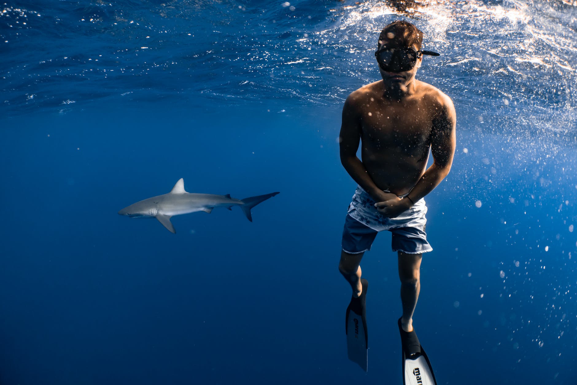 Surviving a Shark Attack: What to Do in Critical Moments